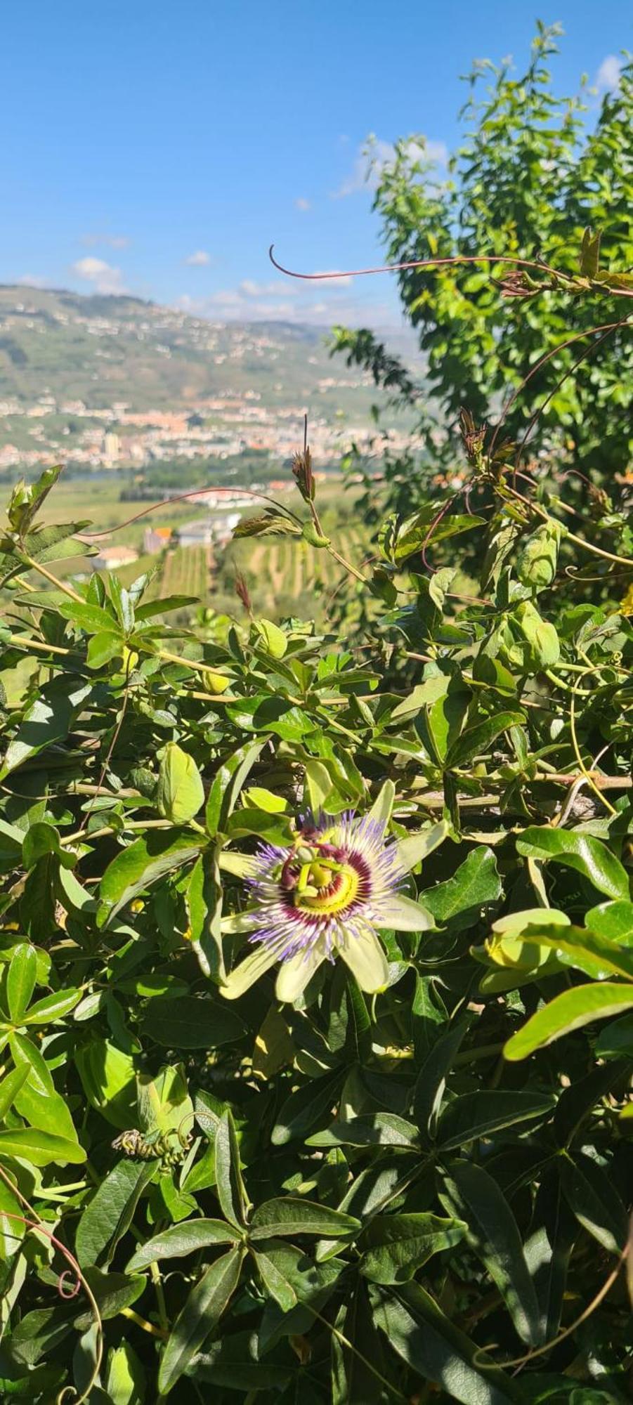 Golden Mirror Lamego